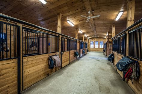 horses for sale london ont canada